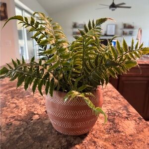 Decorative Fern in Patterned Pot